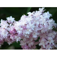 Syringa vulgaris'Mme Antoine Buchner' 