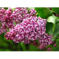 Syringa vulgaris'Sensation' 
