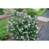 Syringa patula'Miss Kim' 