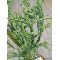 Cryptomeria japonica'Rasen' 