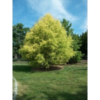 Taxodium distichum'Pevu Yellow' 