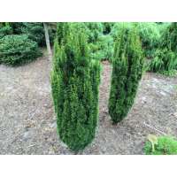 Taxus baccata'Micro' 