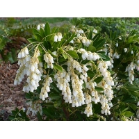 Pieris'Temple Bells' 