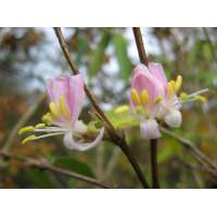 Lonicera standishii'Budapest' 