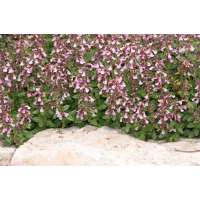 Teucrium chamaedrys'Nanum'