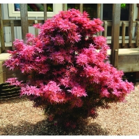 Acer palmatum'Shaina' 