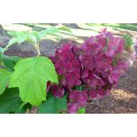 Hydrangea quercifolia'Amethyst' 