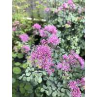 Thalictrum aquilegifolium'My Little Favourite'