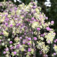 Thalictrum'Anne'