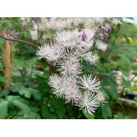 Thalictrum aquilegifolium'White Cloud'