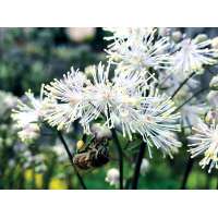 Thalictrum aquilegifolium'Nimbus White'