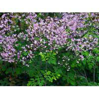 Thalictrum'Elin'