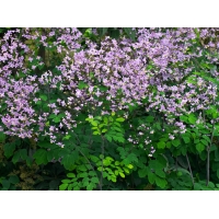 Thalictrum'Elin'
