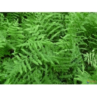 Thelypteris palustris