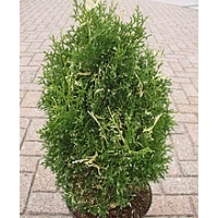 Thuja occidentalis'Konfetti' 