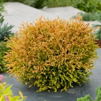 Thuja occidentalis'Golden Tuffet' 