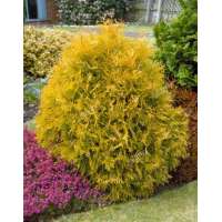 Thuja occidentalis'Rheingold' 