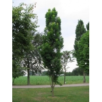 Koelreuteria paniculata'Fastigiata' 