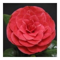 Camellia japonica'Principessa Baciocchi' 