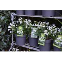 Agapanthus'Thumbelina' 