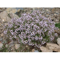 Thymus vulgaris