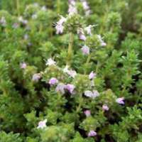 Thymus vulgaris'Pinewood'