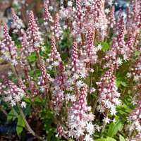 Tiarella'Pink Brushes'