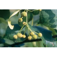 Tilia europaea'Pallida' 