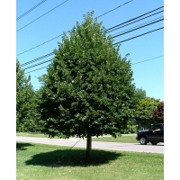 Tilia cordata'Greenspire' 