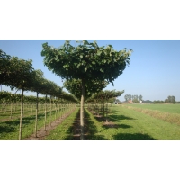 Tilia europaea'Pallida'(dakvorm) 