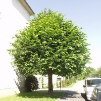 Tilia euchlora' 