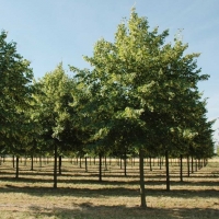 Tilia europaea'Pallida' 