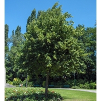 Tilia platyphyllos 