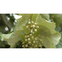 Tilia tomentosa'Brabant' leivorm 