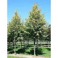Tilia europaea'Pallida' 