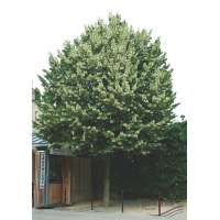 Tilia tomentosa'Brabant' 