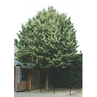 Tilia tomentosa'Brabant' leivorm 
