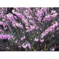 Erica darleyensis'Ghost Hills' 