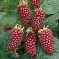 Rubus'Buckingham Tayberry' 
