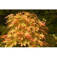 Acer palmatum'Sangokaku' 