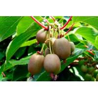 Kiwi Actinidia arguta'Issai 