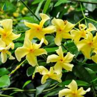 Jasminum asiaticum'Mandanianum' 
