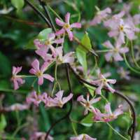 Trachelospermum jasminoides'Pink Showers' 