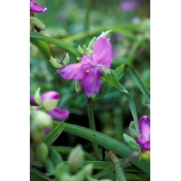 Tradescantia'Charlotte'