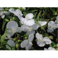 Tradescantia'Innocence'