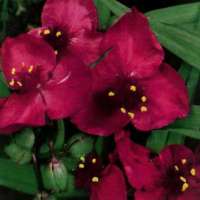 Tradescantia'Rubra'