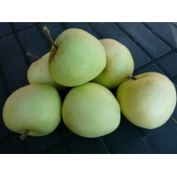 Appel'Transparant Jaune' 