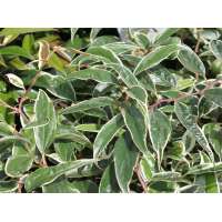 Leucothoe'White Water' 