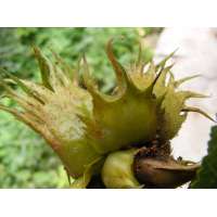 Corylus jacquemontii 