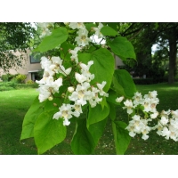 Catalpa bignonioides 